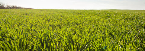 Why does Amazing Grass offer kosher products?