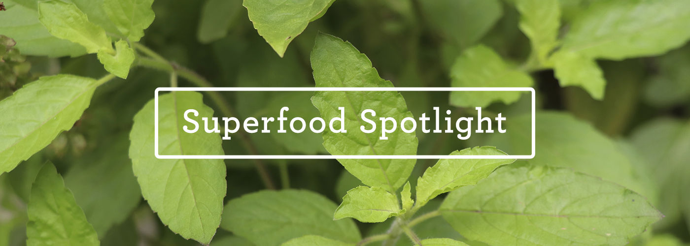 Superfood Spotlight: Holy Basil