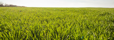 Why does Amazing Grass offer kosher products?