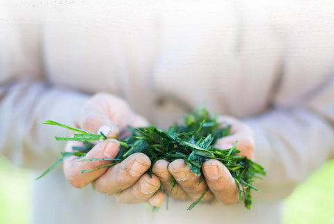 Up close image of a person's hands holding a handful of grass